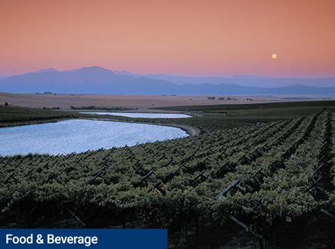 South Africa’s ancient yet new winemaking world