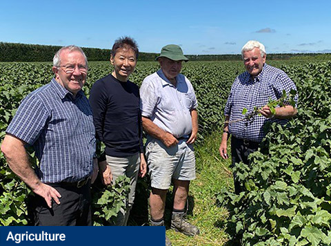 N.Z. blackcurrant: The king of berries